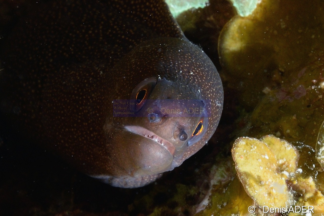 Gymnothorax miliaris Murene doree-Bonaire Keepsake-16m-20180221-Denis-ADER-DSC_7212_tn.jpg